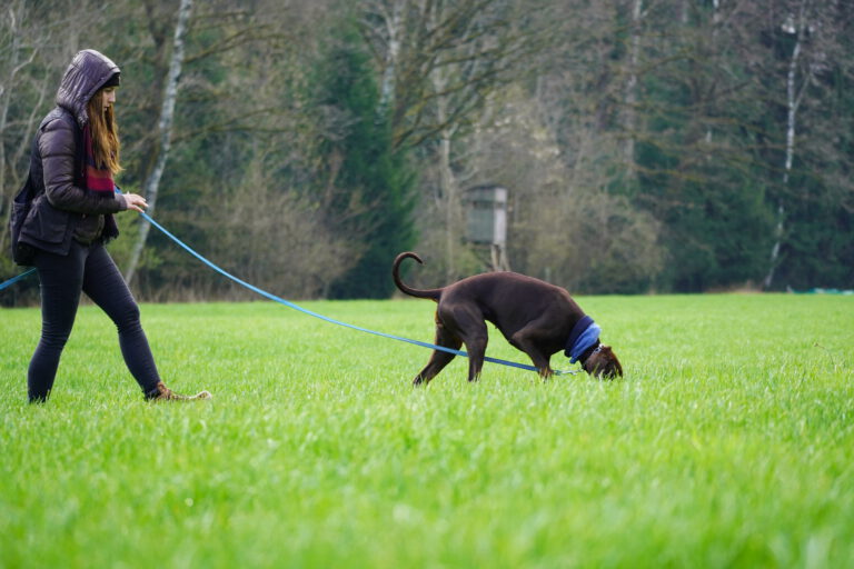 Auslastung Dobermann