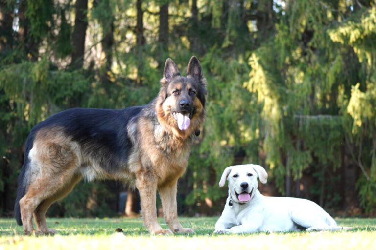 Schäferhund und Labrador in der Hundeschule